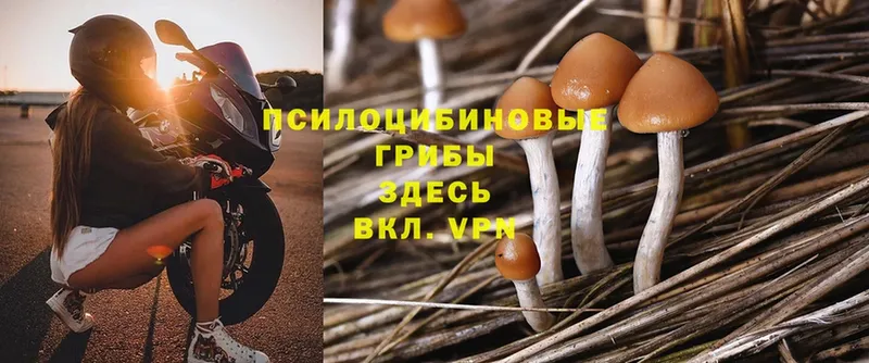 Псилоцибиновые грибы Magic Shrooms  Лахденпохья 